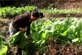 广西农村古老传统腌制酸菜方法，非常酸爽脆，做的酸菜鱼非常下饭视频封面