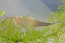 孔雀鱼母鱼肚子很大迟迟不生苗，用这个办法很管用