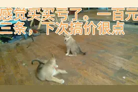 准备养殖土狗，投资小，100元狗苗，五月之后想卖1800.元！可行吗视频封面