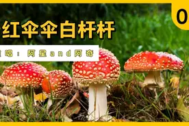 《红伞伞白杆杆》神曲毒蘑菇，红伞伞白杆杆，吃完一起躺板板。
