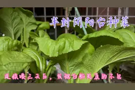 香烟头大用处，泡水制作杀虫剂，连续喷三次，虫害没了，特别简单视频封面