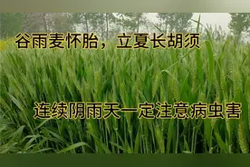抽穗扬花的小麦碰到连阴雨天，好处坏处都有，一定要引起重视