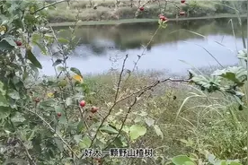 家里剩块猪肝，把闲置的钩丢水塘，黄鳝没下着，上到硬货！奈斯！