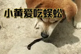 农村小伙，居然拿蜈蚣给狗吃，结果没想到狗狗吃得，真香😂😂😂