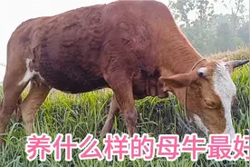 养什么样的母牛最好，繁殖母牛，西门塔尔养殖育肥牛养牛技术致富视频封面