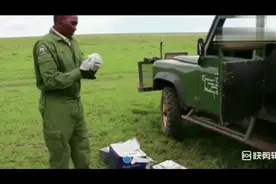 百兽之王🦁狮子也有受伤的时候视频封面