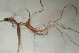 野山参和林下参的区别就是年限，32年的林下参就是野山参了