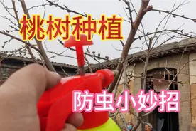 桃树生虫不用急，用这种“水”喷一喷害虫死光光，农村土办法视频封面