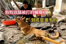狗狗的后腿竟然被人打的瘫痪了，狗狗得罪了什么人，竟然如此心狠视频封面