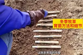 冬季种植贵州省高原牧亩，你注意这几个细节，牧草出苗率高视频封面