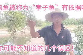 黑鱼到底是不是“孝子鱼”？产完卵后会失明吗？看完视频不再疑惑视频封面