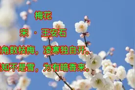 《梅花》古诗朗读与赏析，九岁猪小侠带你学古诗，详细讲解诗意视频封面
