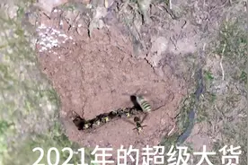 2021年的超级强群，全世界最小的马蜂！看这个洞口就知道有多强了视频封面