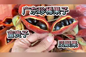 广东奇葩果子叫富贵子凤眼果，还上过央视美食节目，你们怎么叫视频封面