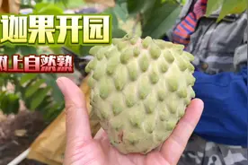 释迦果成熟了，号称世界上最甜的水果，也是世界十大稀有水果之一视频封面