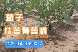 茄子得了枯萎黄萎病，别再做花钱掏力气治疗了，这样做一劳永逸！
