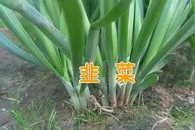 春天的第一茬韭菜可以割了，把我的种菜小技巧给大家，真的实用视频封面