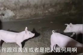 头孢噻呋钠用处大视频封面