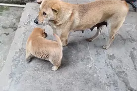 一只母狗下了独苗小黄狗，奶水充足，把小狗养得肥肥胖胖