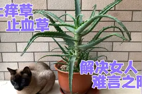 女人草也叫止血草，止痒草，懂它能解决女人的难言之隐视频封面