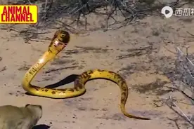 蠓大战眼镜蛇视频封面