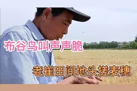 布谷鸟叫声声脆，老崔田间地头搓麦穗，我们这代人的麦收回忆视频封面