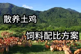 养鸡只喂玉米，越养鸡越亏，散养鸡饲料应该怎么配，养鸡人必备！视频封面