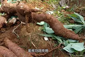 葛根的功效和作用，食用方法，养生不可少视频封面