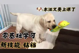 如何让狗狗零技能学习钻裆，感兴趣的小伙伴们进来一起看看吧！！视频封面