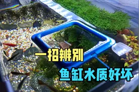 一招辨别鱼缸水质好坏，出现腥臭味是怎么回事，好鱼缸是什么气味视频封面