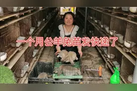 勤姐家一个月公羊兔可以发快递了，很多粉丝都是提前预订兔苗视频封面