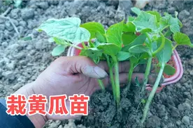 黄瓜秧苗移栽，黄瓜单棵浅栽苗旺，黄瓜结的多病害少，口感好脆甜视频封面