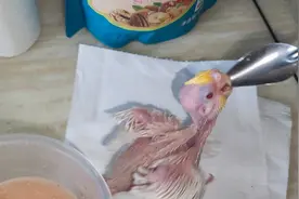 自制鹦鹉奶粉，此行为完全处于无奈，不能代替正规奶粉，不要学我