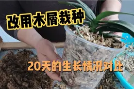 用木屑栽种蝴蝶兰视频封面