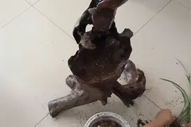 捡了一个不起眼的烂树根，清理干净后种花儿，真是天作合，漂亮！视频封面