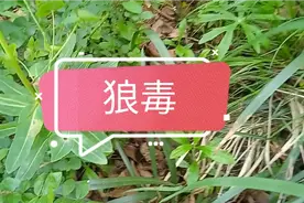 有毒中药一狼毒，也是一种用处很大的中药视频封面