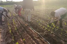 非洲农民移栽蔬菜，这里种菜太辛苦，没有化肥，没有农药。视频封面