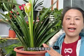 养君子兰，就用这东西兑点水，10天浇一次，嗖嗖出花剑视频封面