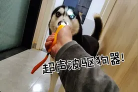 用超声波驱狗器对着哈士奇狂射，可把二哈吓坏了！可买！视频封面