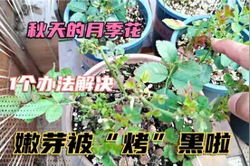 秋季的月季花，嫩芽被火“烤”，变黑变脆，1个方法解决问题视频封面