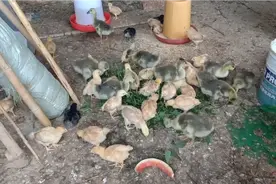 农村养殖小诀窍，想要小鸡养的好，就要经常加点草，你学会了吗？视频封面