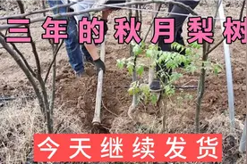 三年的秋月梨树，继续起苗发货，今年种明年就可以挂果！视频封面