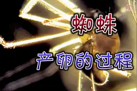 蜘蛛从产卵护卵到抛弃幼仔，过程使人目瞪口呆视频封面