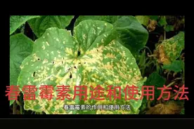 春雷霉素用途和使用方法视频封面