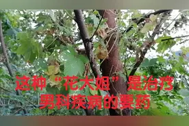 这种“花大姐”是治疗男科疾病的要药
