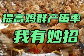 冬季母鸡产蛋率低，学会这些小妙招，水里料里加一些，收益倍增！视频封面
