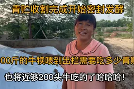 青贮收割完成开始密封发酵，500斤的牛犊喂到出栏需要吃多少青贮视频封面
