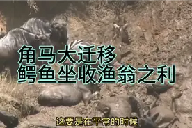 角马斑马大迁徙，场面混乱失控，鳄鱼坐收渔翁之利#动物世界视频封面