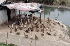 海鸭子比内地鸭要大很多视频封面