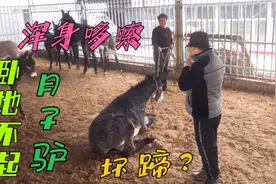肥驴浑身哆嗦卧着不起，站着没劲难道蹄子有内伤？师傅切开找病因视频封面